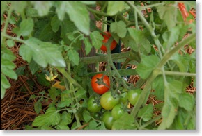 firsttomatoes